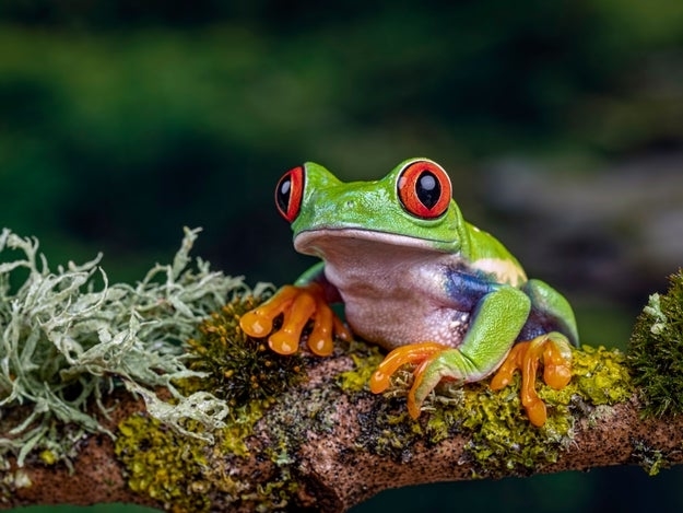 Closeup of a frog