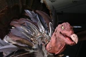 Evil turkey from the movie "Thankskilling"