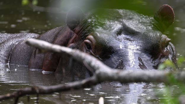hippo in water in colombia