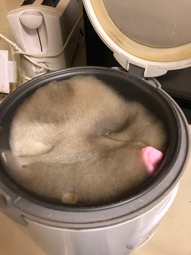 An open rice cooker with a thick layer of mold on top