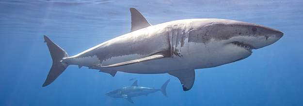 70 Shark Facts That Prove They Re