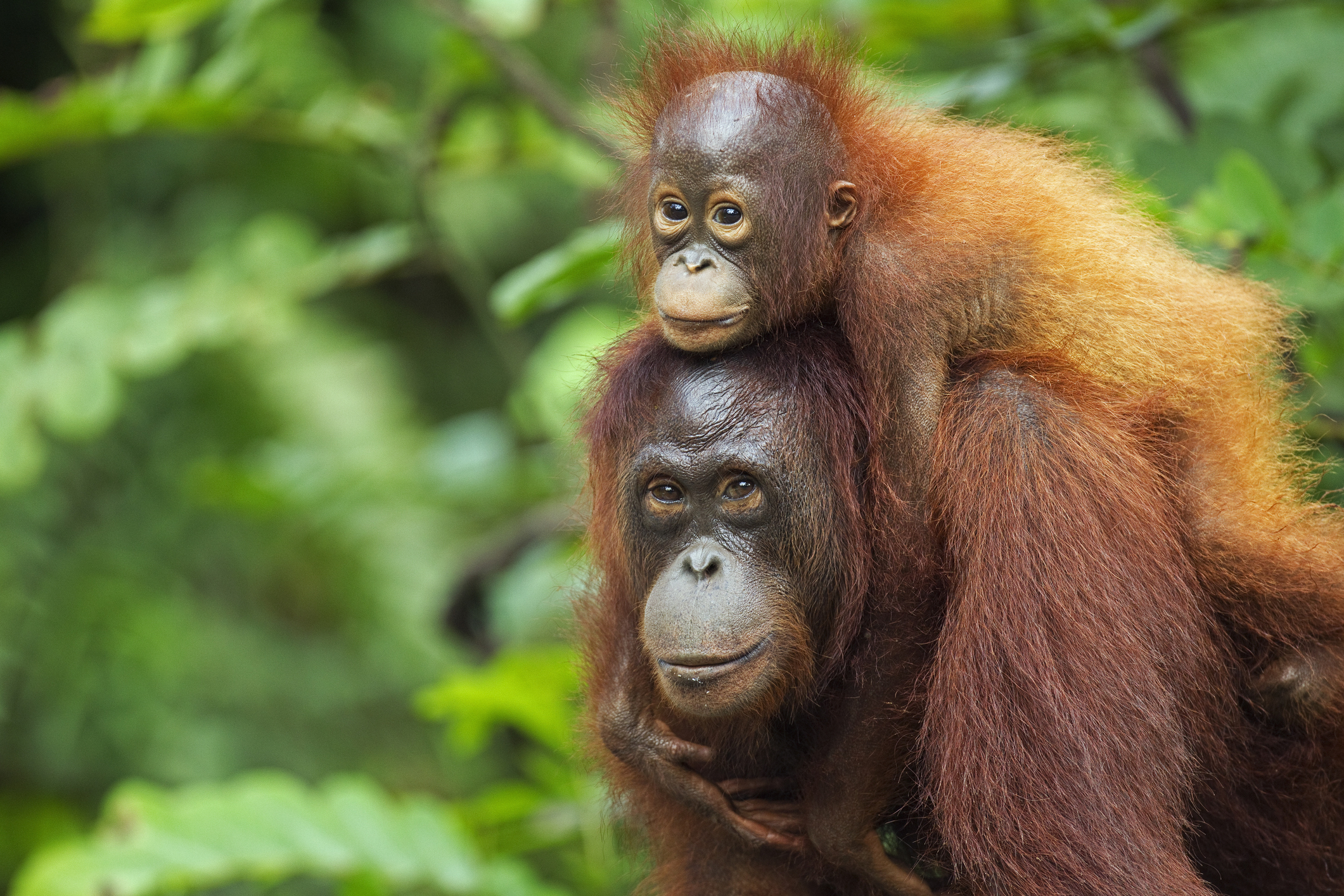 A mother and baby orangutan