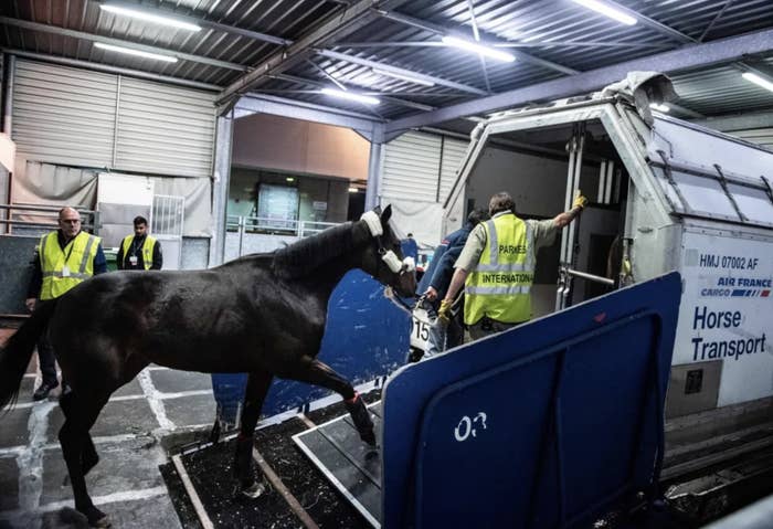 A horse is loaded into an Air France horse transport pod