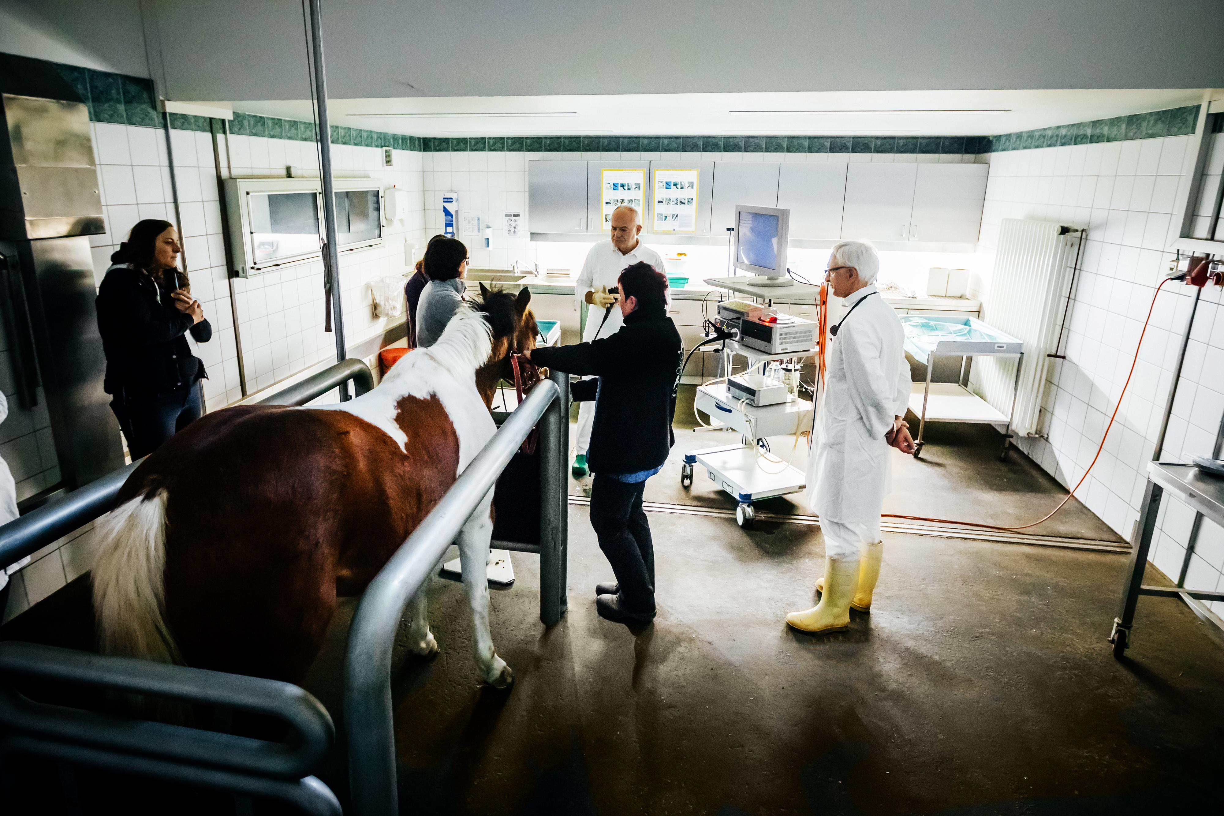 a horse in a sterile room with multiple vets