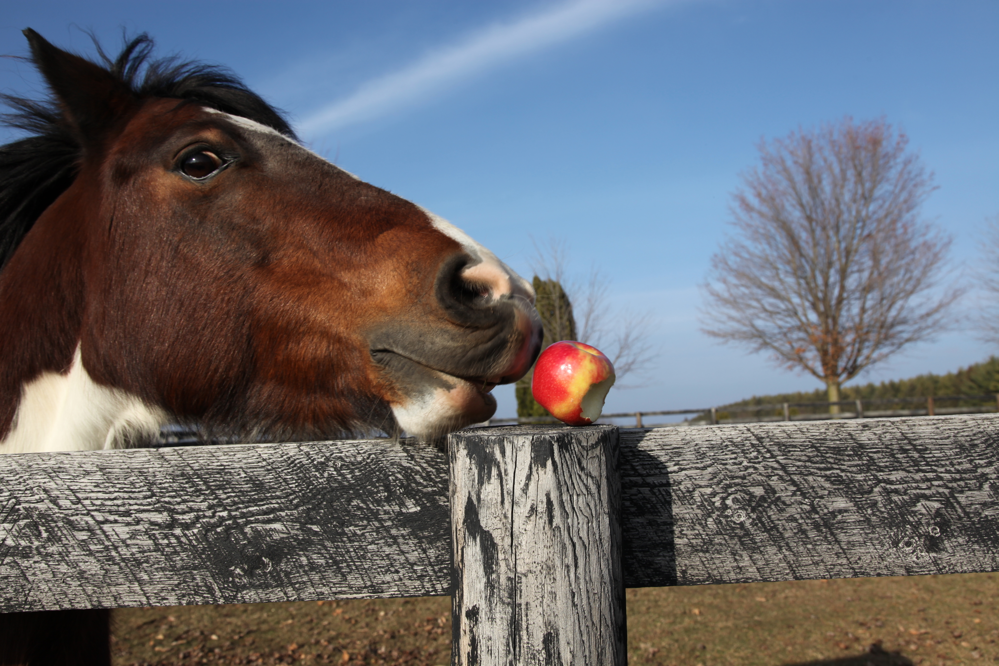A pinto pony is tempted by an apple, set on a fencepost on a bright sunny day