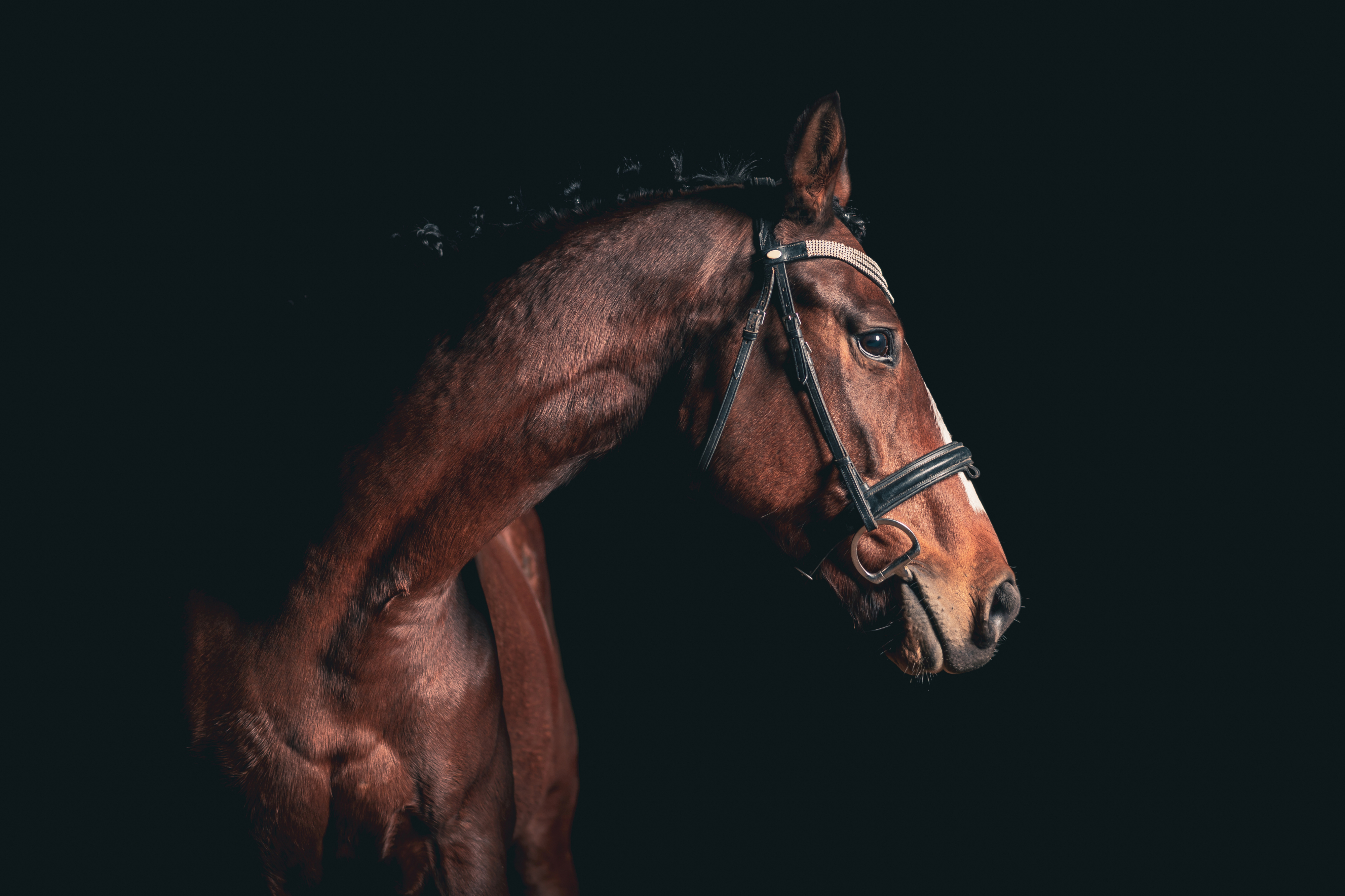 a horse&#x27;s head and neck in profile