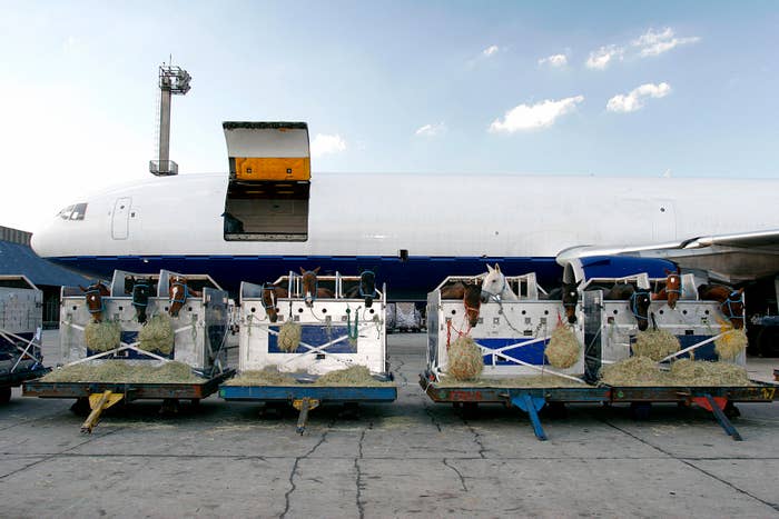 race horses in rows of 3 being readied to load into a cargo plane