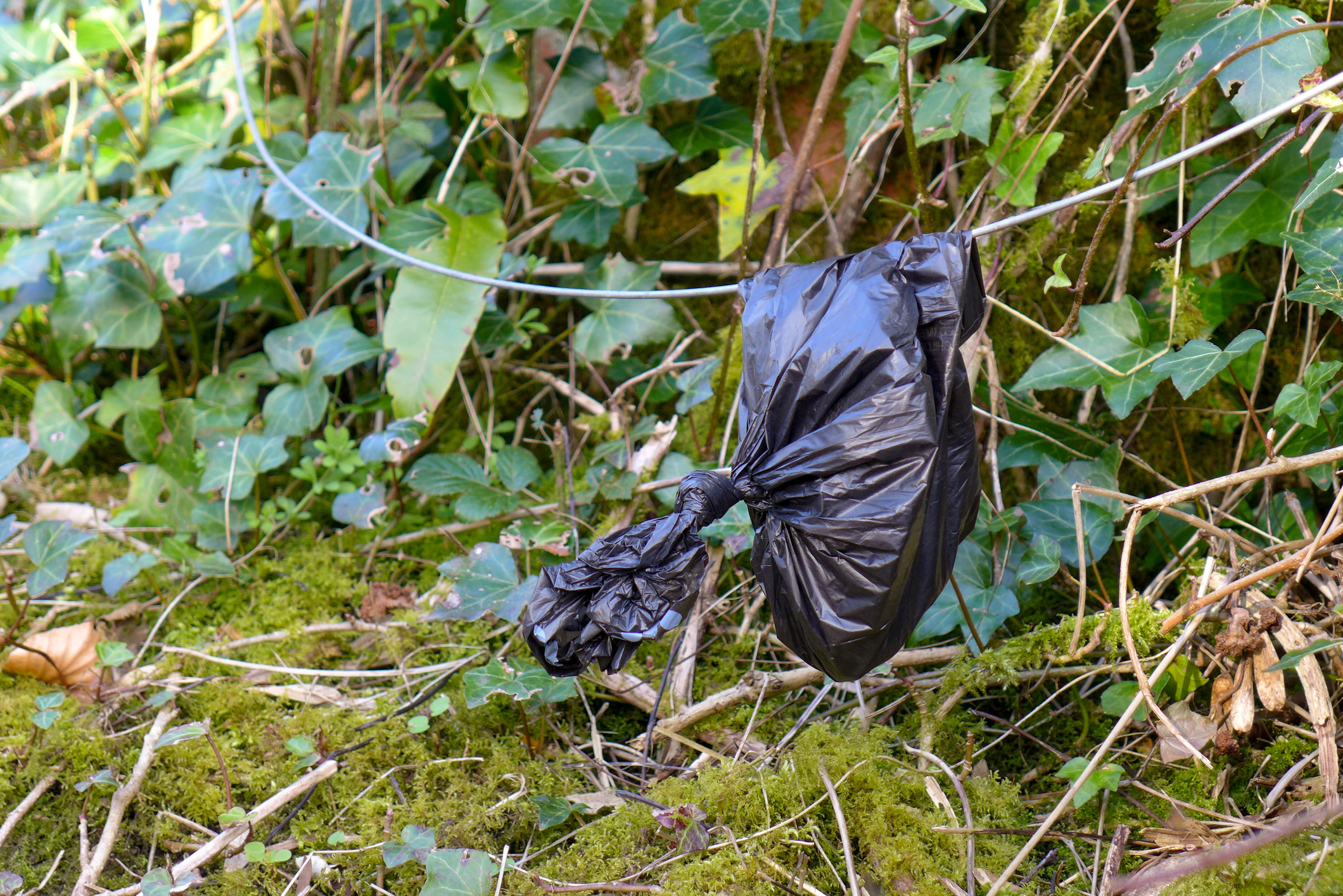 A doggy poop bag thrown out and attached on trees