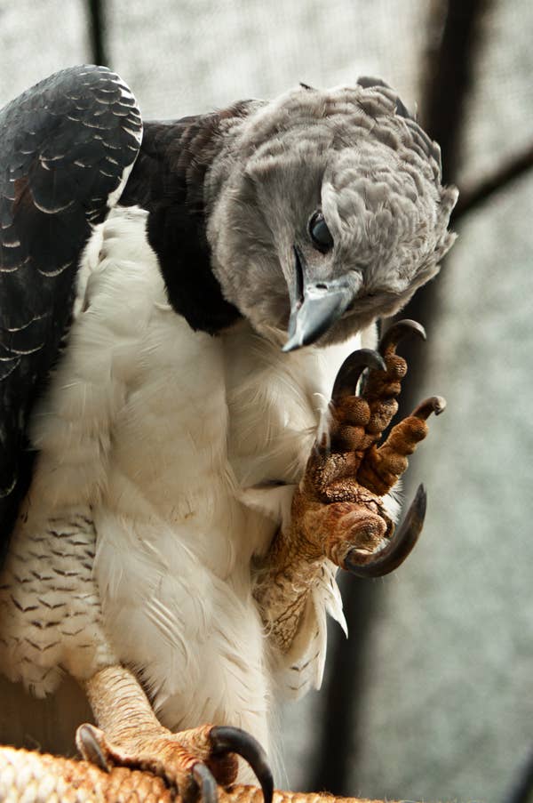A harpy eagle showing its claws