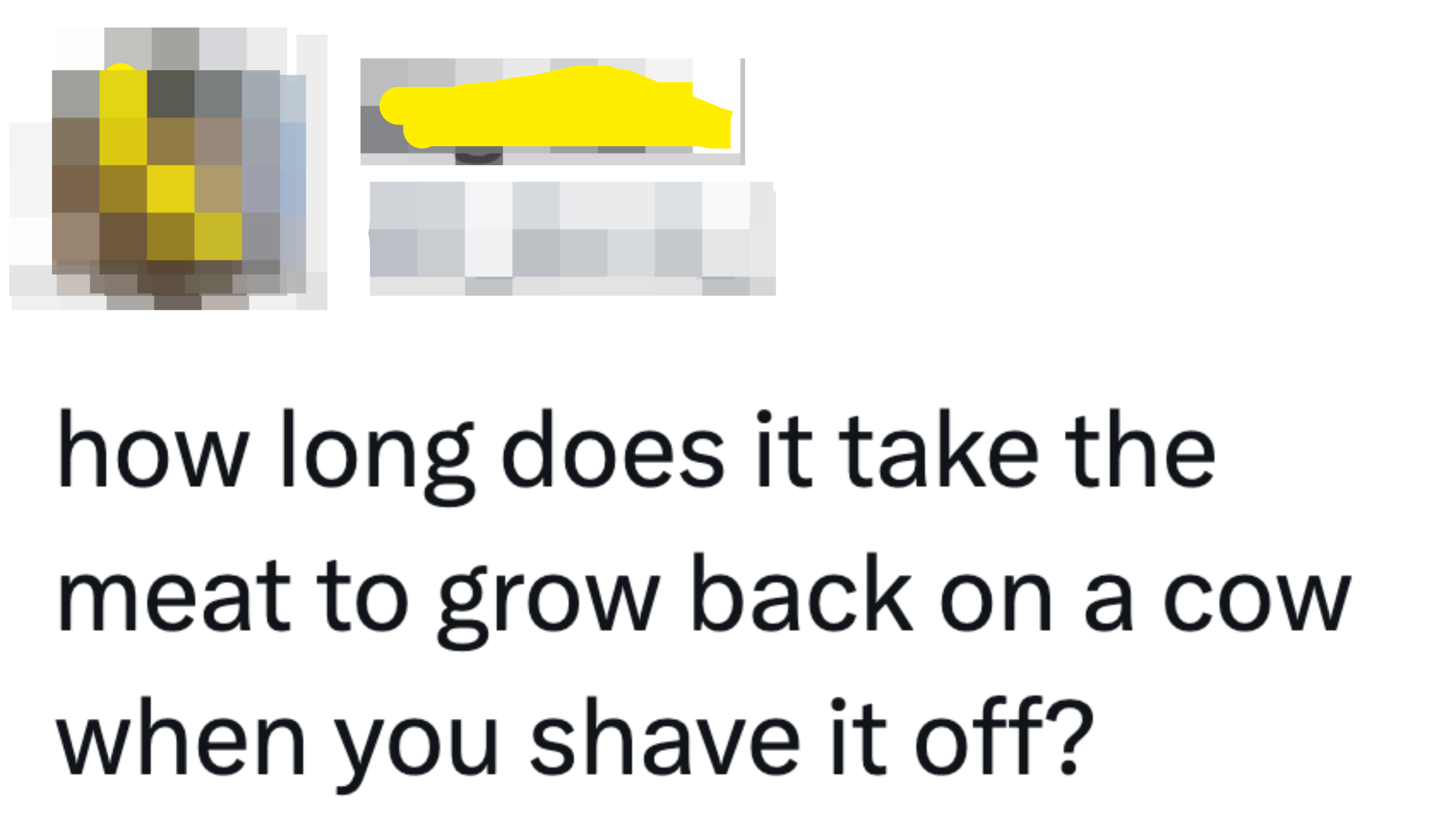 &quot;How long does it take the meat to grow back on a cow when you shave it off?&quot;
