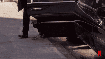 gif of someone walking out of a limo in slow motion with a pet peacock