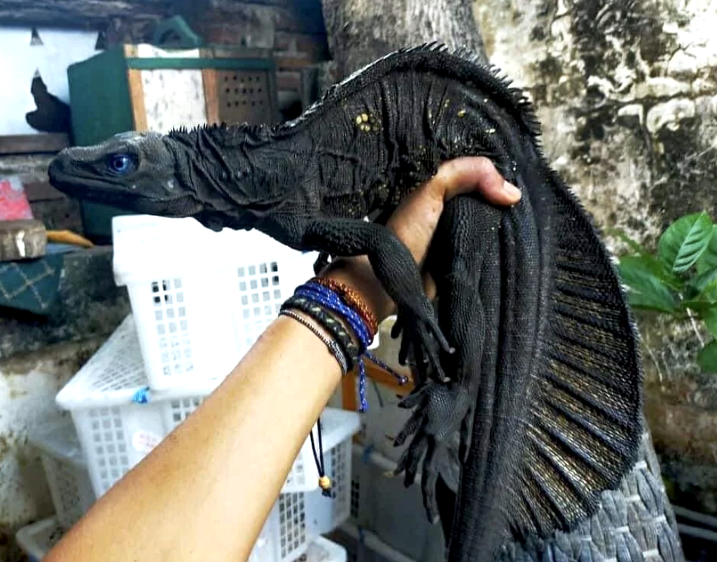 a person holding a large black reptile