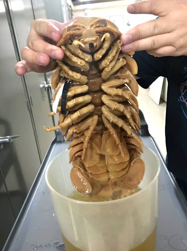 Closeup of a sea creature