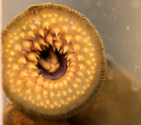 a creature with a bunch of circular teeth