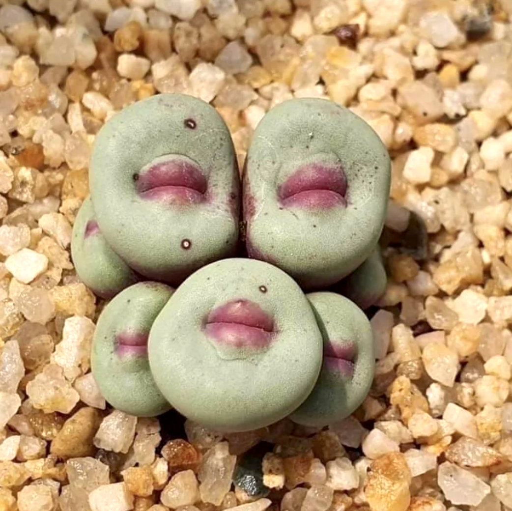 a succulent plant with lips