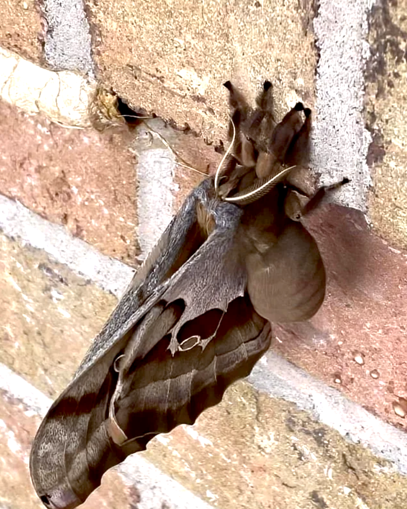 a large moth