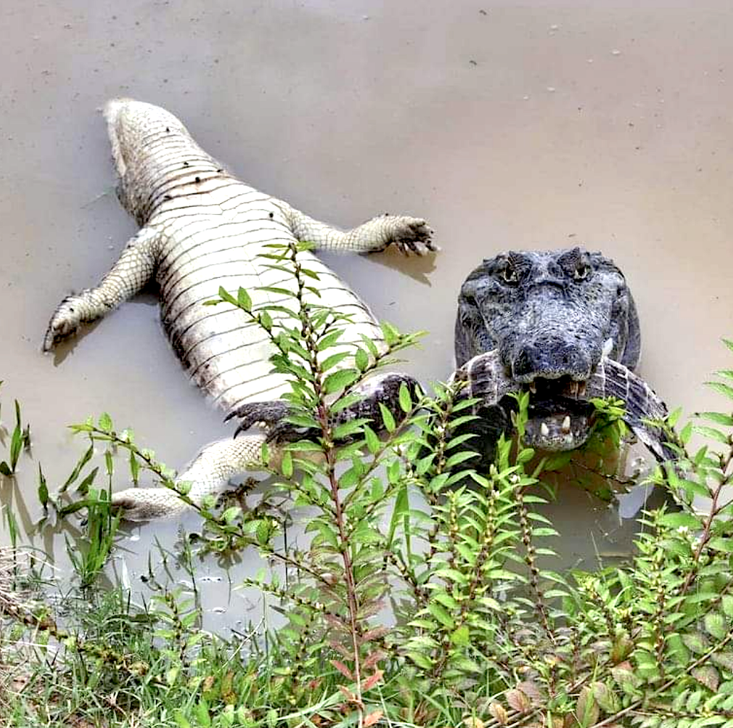 An alligator with human-like eyes