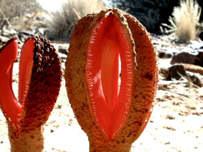Closeup of a plant with teeth