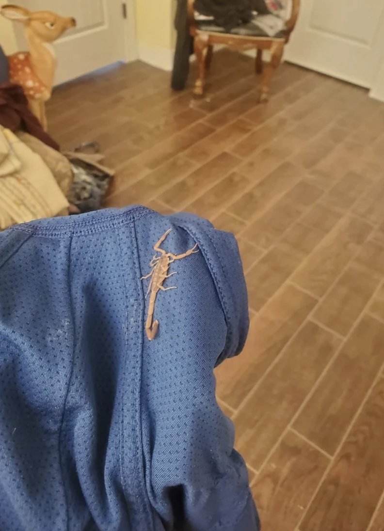 a scorpion on their underwear