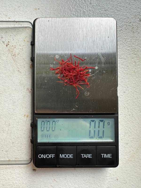 A tiny pinch of saffron threads on a small coffee scale, registering 0.0 grams because it&#x27;s so light
