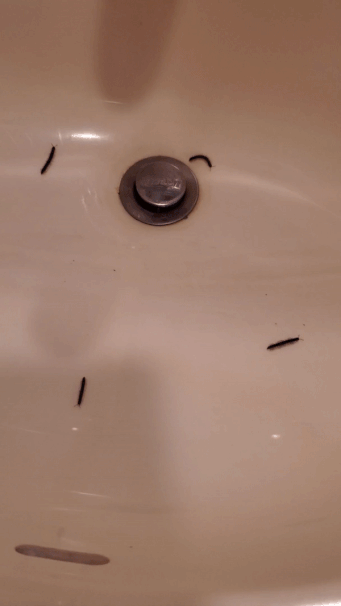 Worms and bugs in a bathroom