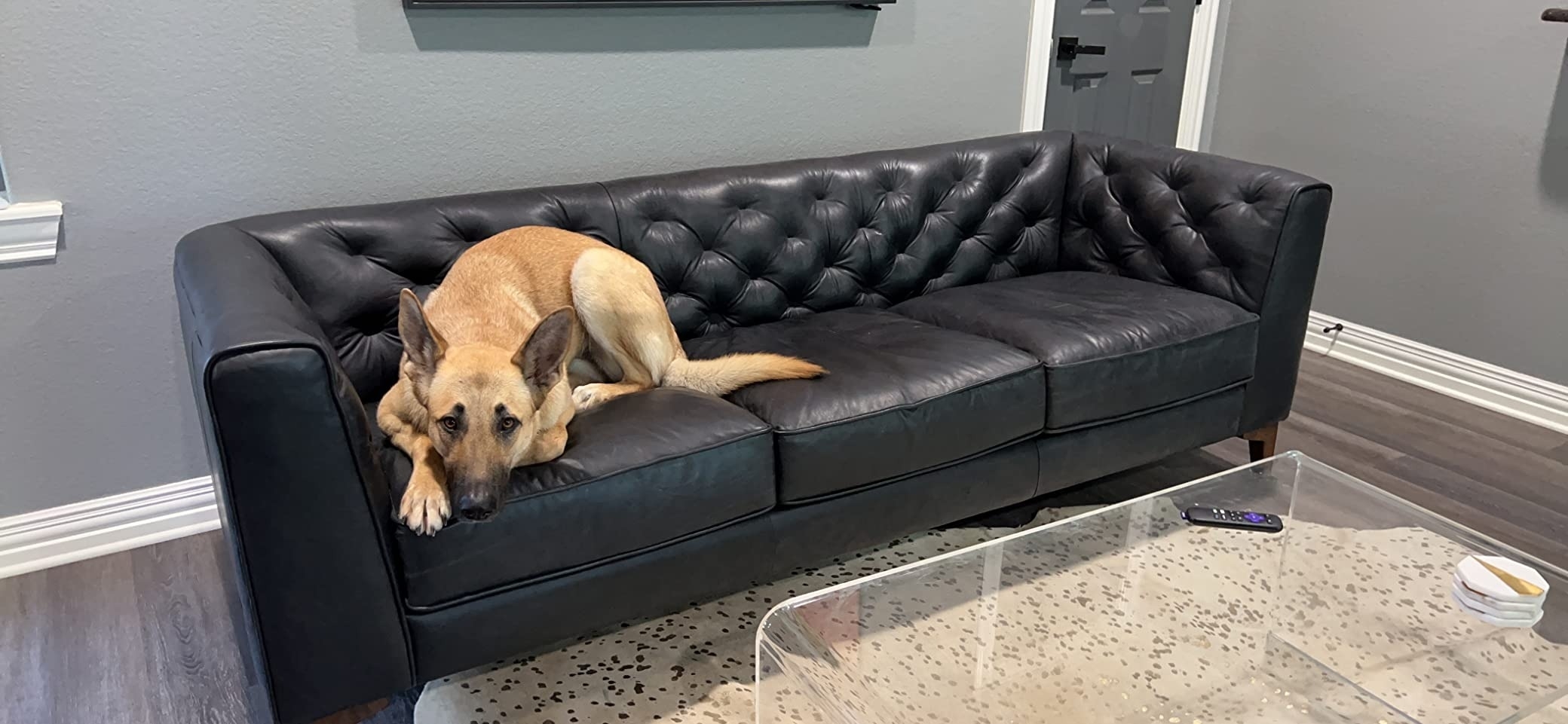 a reviewer&#x27;s German shepherd lying on the black couch