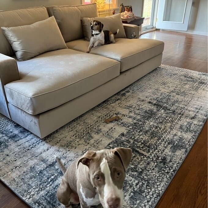 22 Best Pet Friendly Couches To Buy In 2024