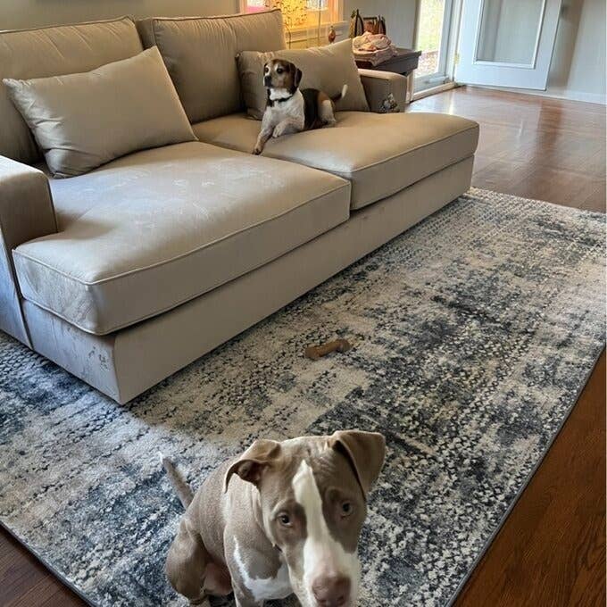 a reviewer photo of their dog on the light gray couch