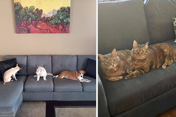 LA SOLUZIONE  Cat Friendly Sofa