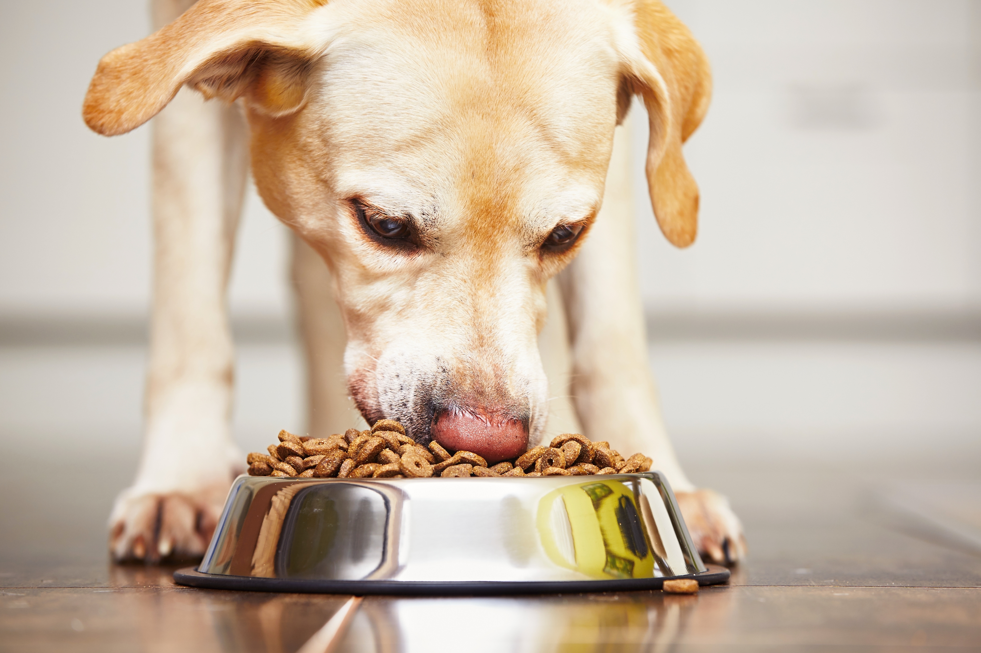 Собака съела пакетик. Собака кушает. Еда для собак. Собака ест корм. Животные и еда.