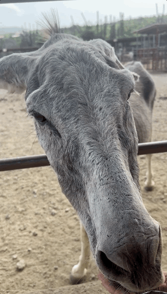 A gif of a donkey eating food from someone's hand.