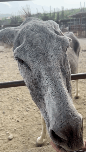 A gif of a donkey eating food from someone&#x27;s hand.