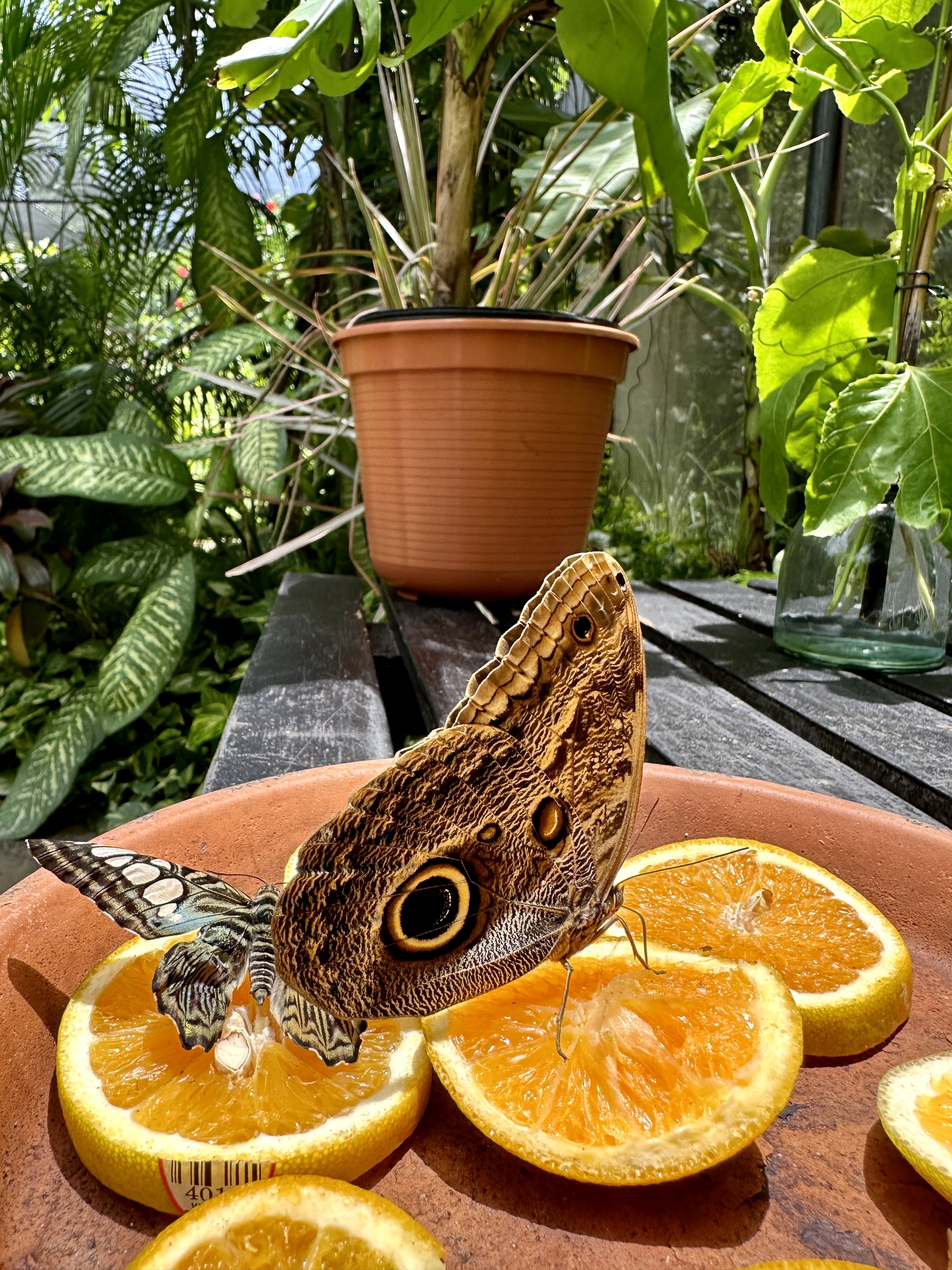 Two beautiful butterflies drinking from orange slices.