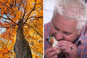 On the left, looking up at a tree covered in autumn leaves, and on the right, Guy Fieri eating a bagel sandwich