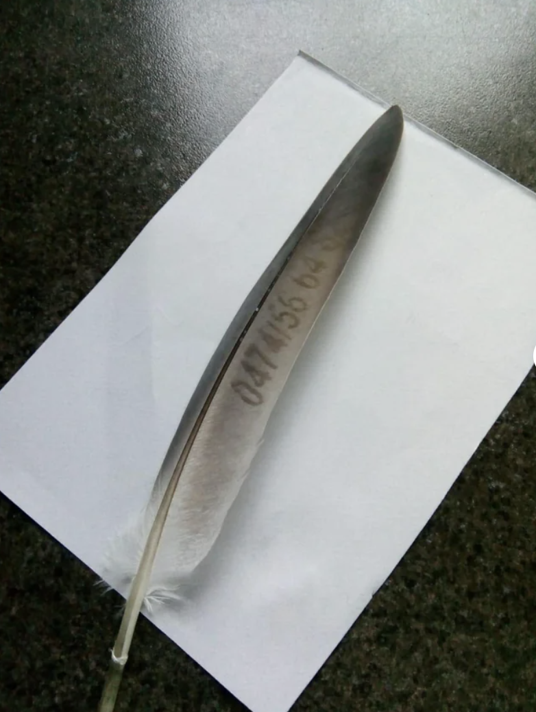 a feather with a number on it