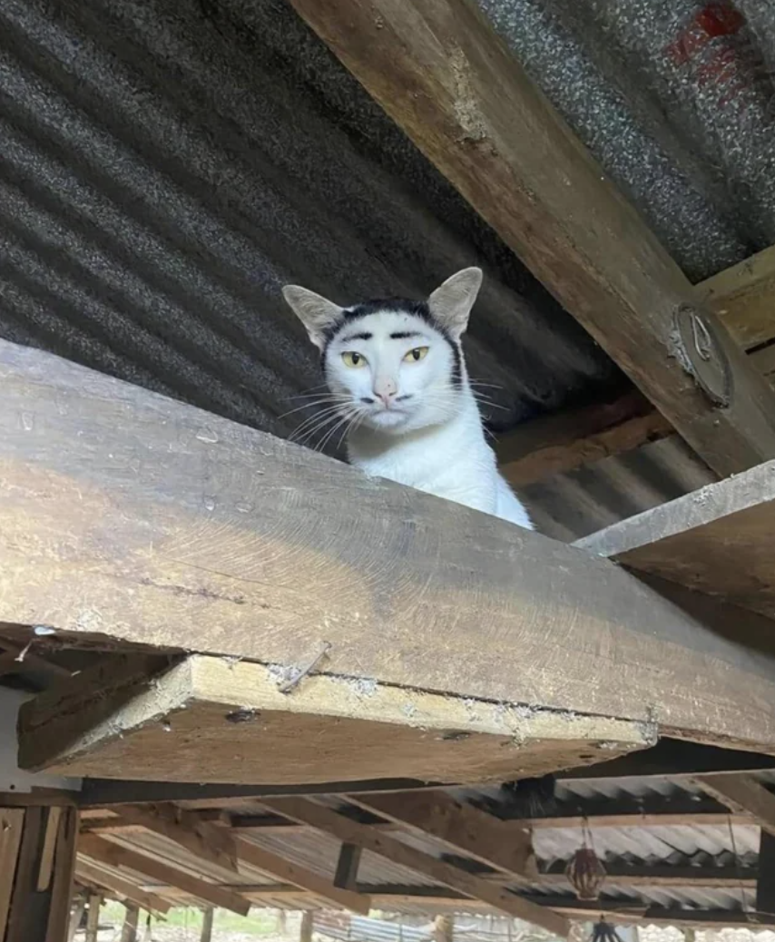 a cat on a beam