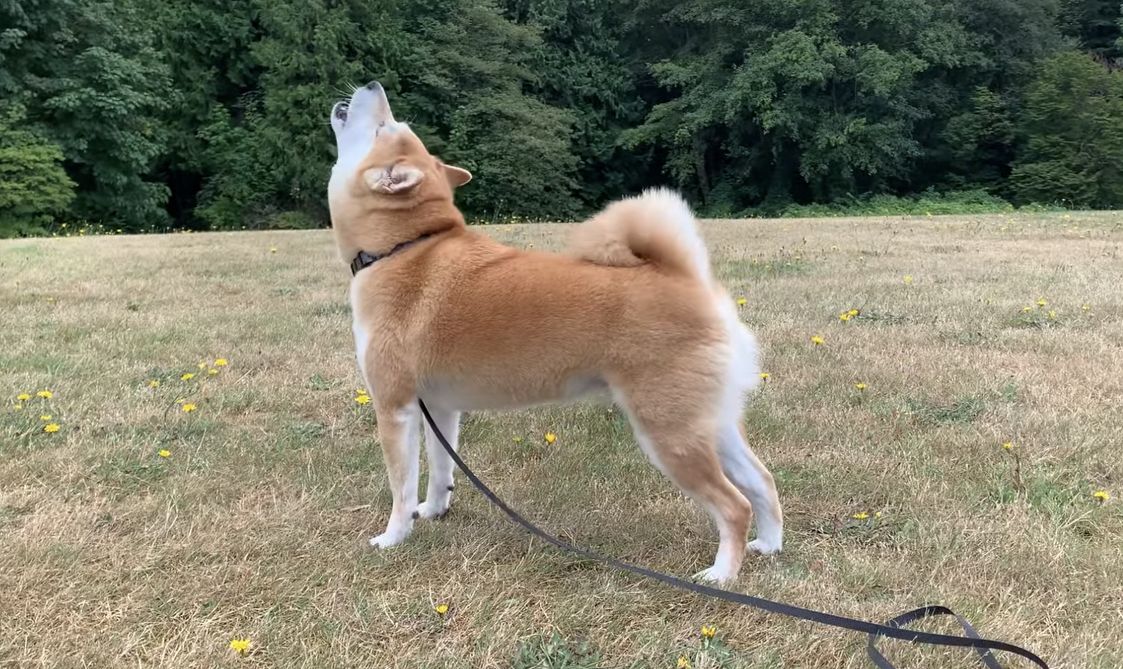 dog howling in the park