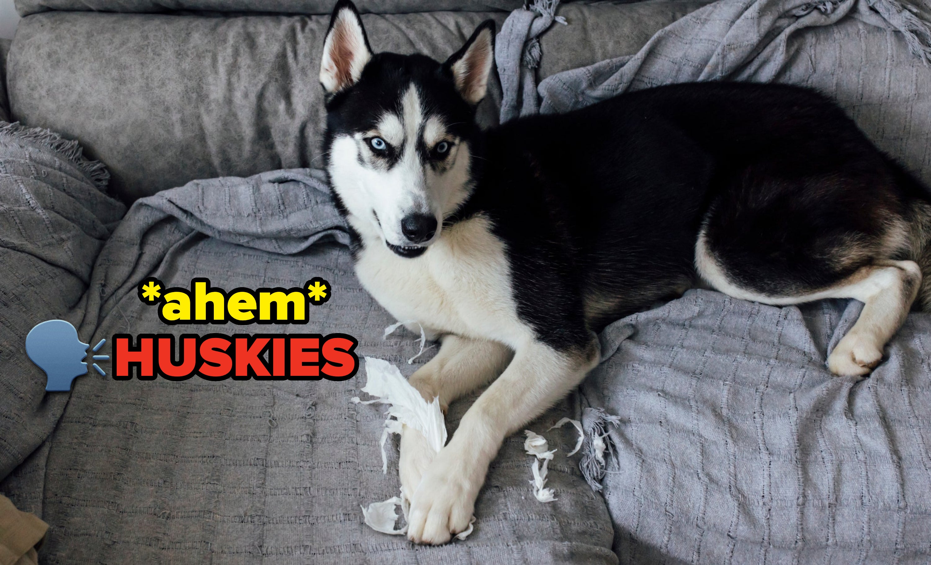 a husky chewing on something
