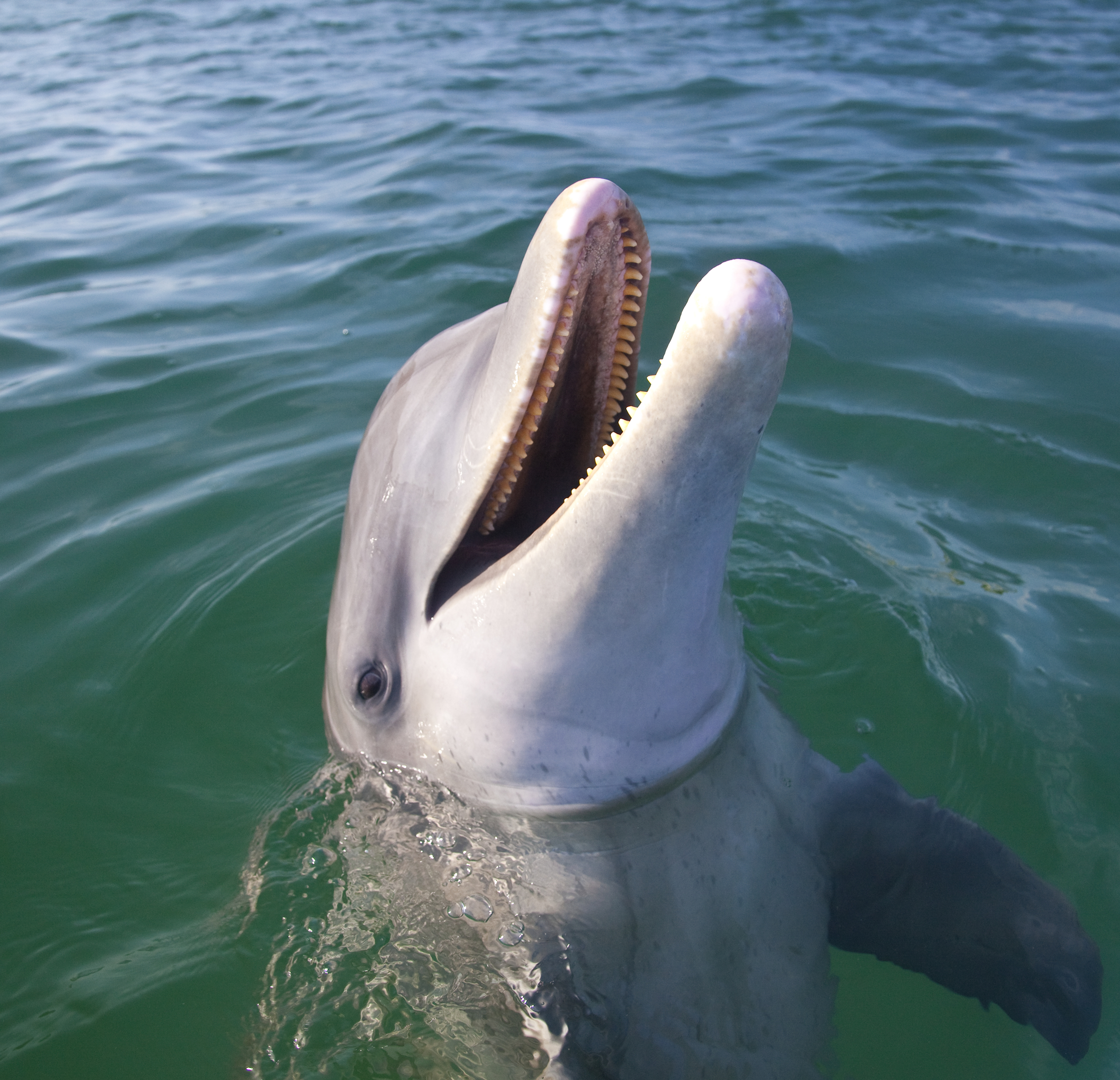 Closeup of a dolphin