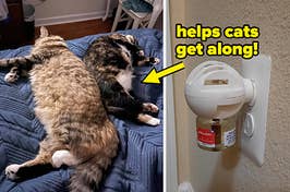 a feliway diffuser and two cats lounging on a bed