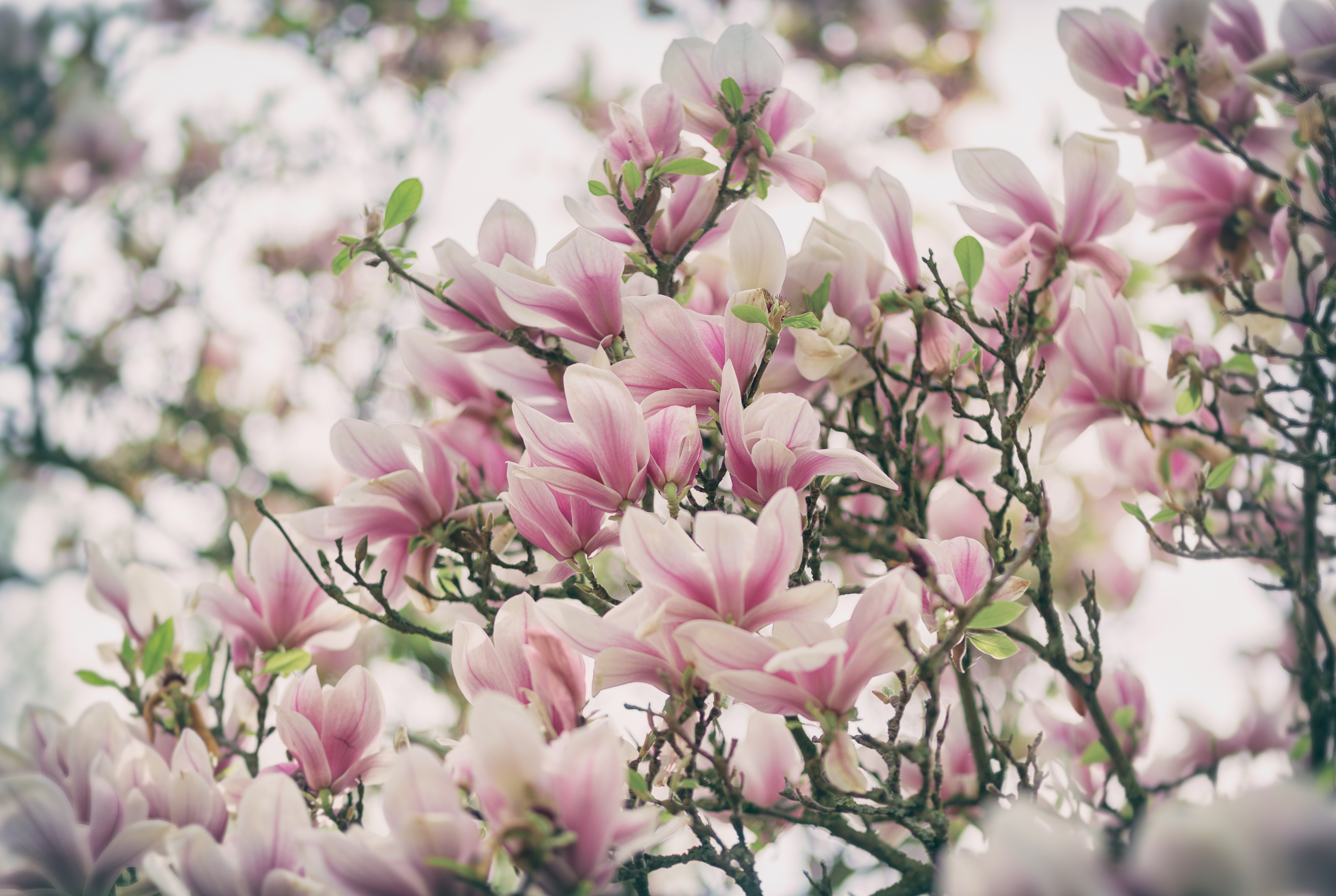magnolia trees