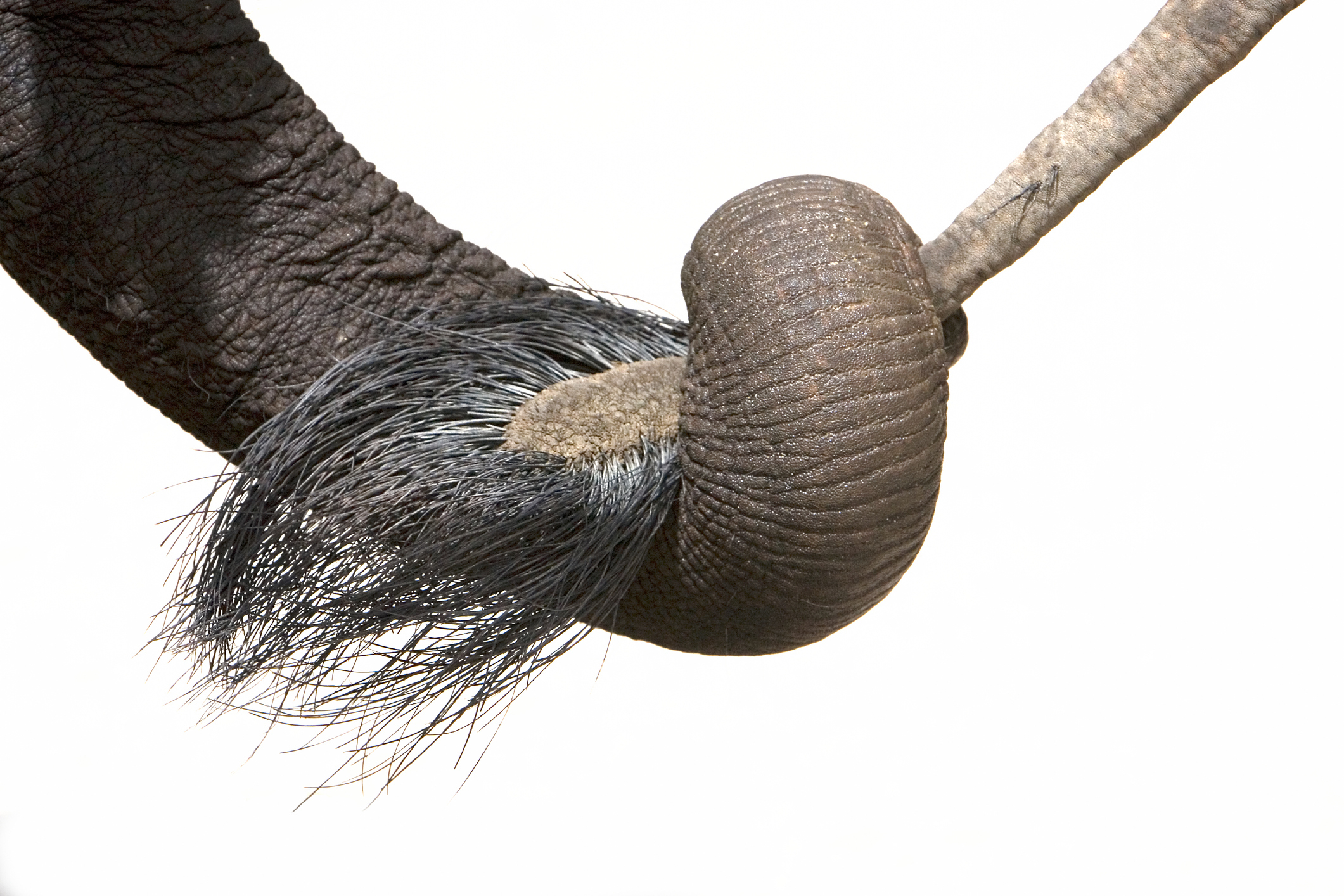 An elephant nose and tail