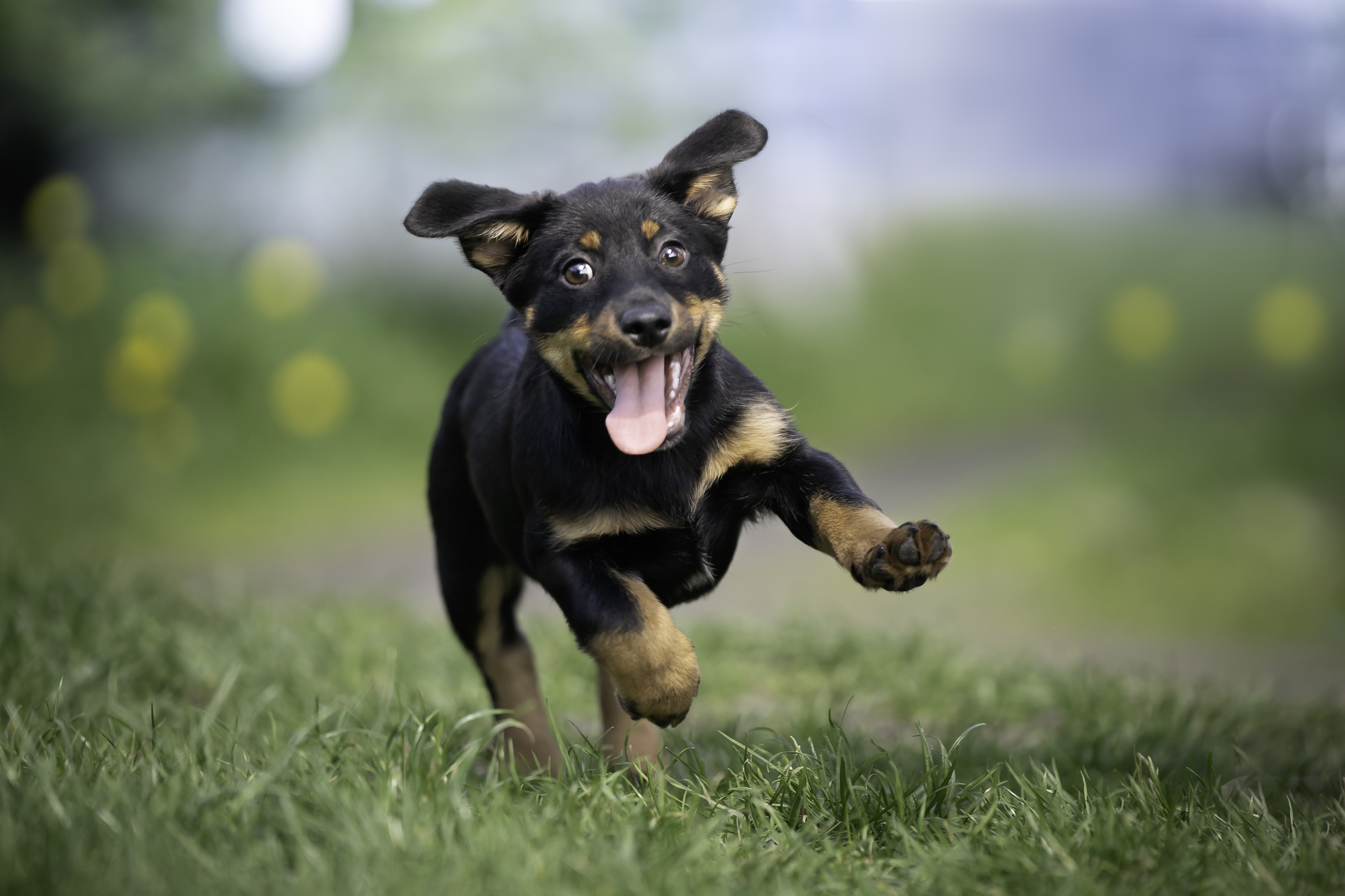 a puppy running in a field