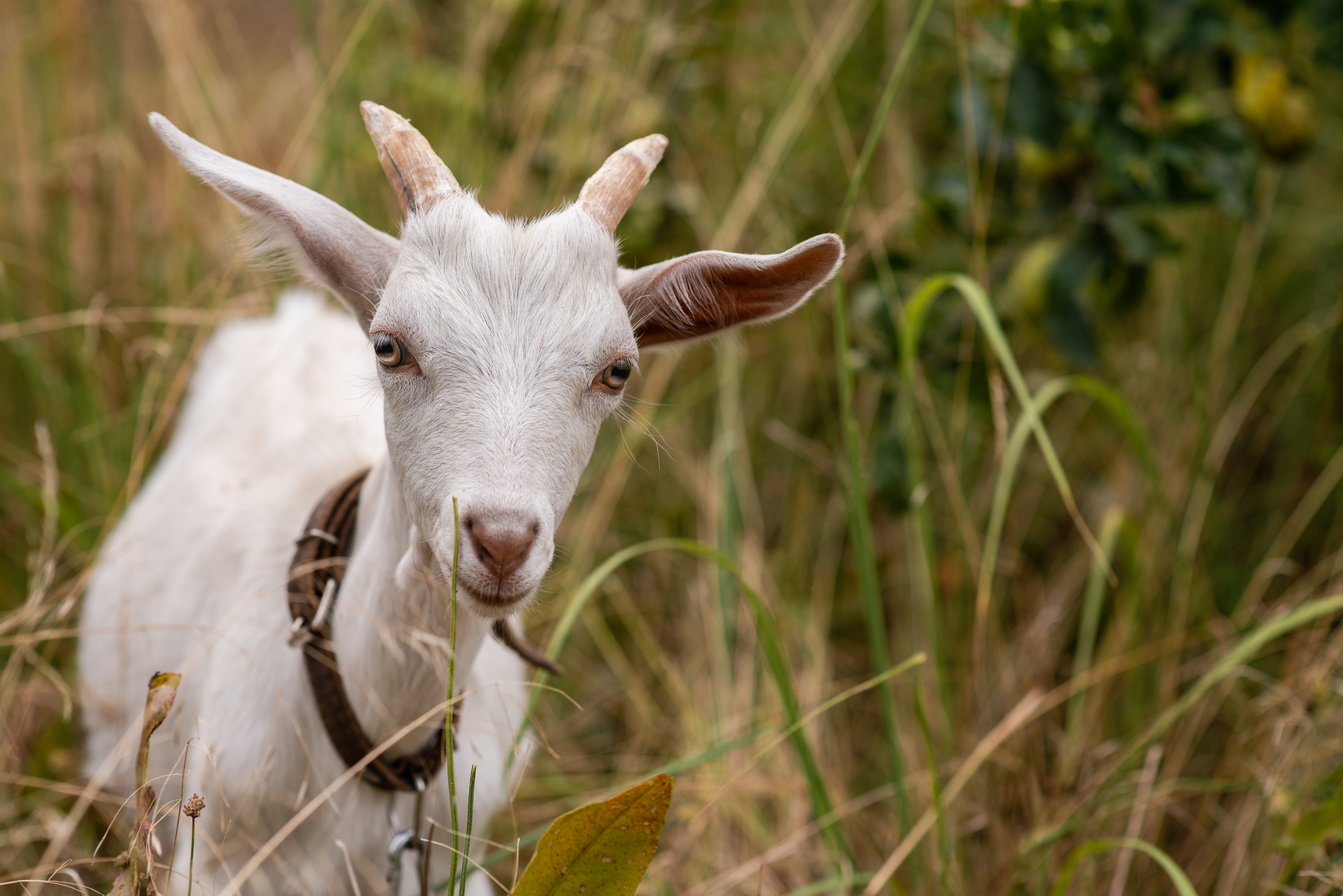 Closeup of a goat