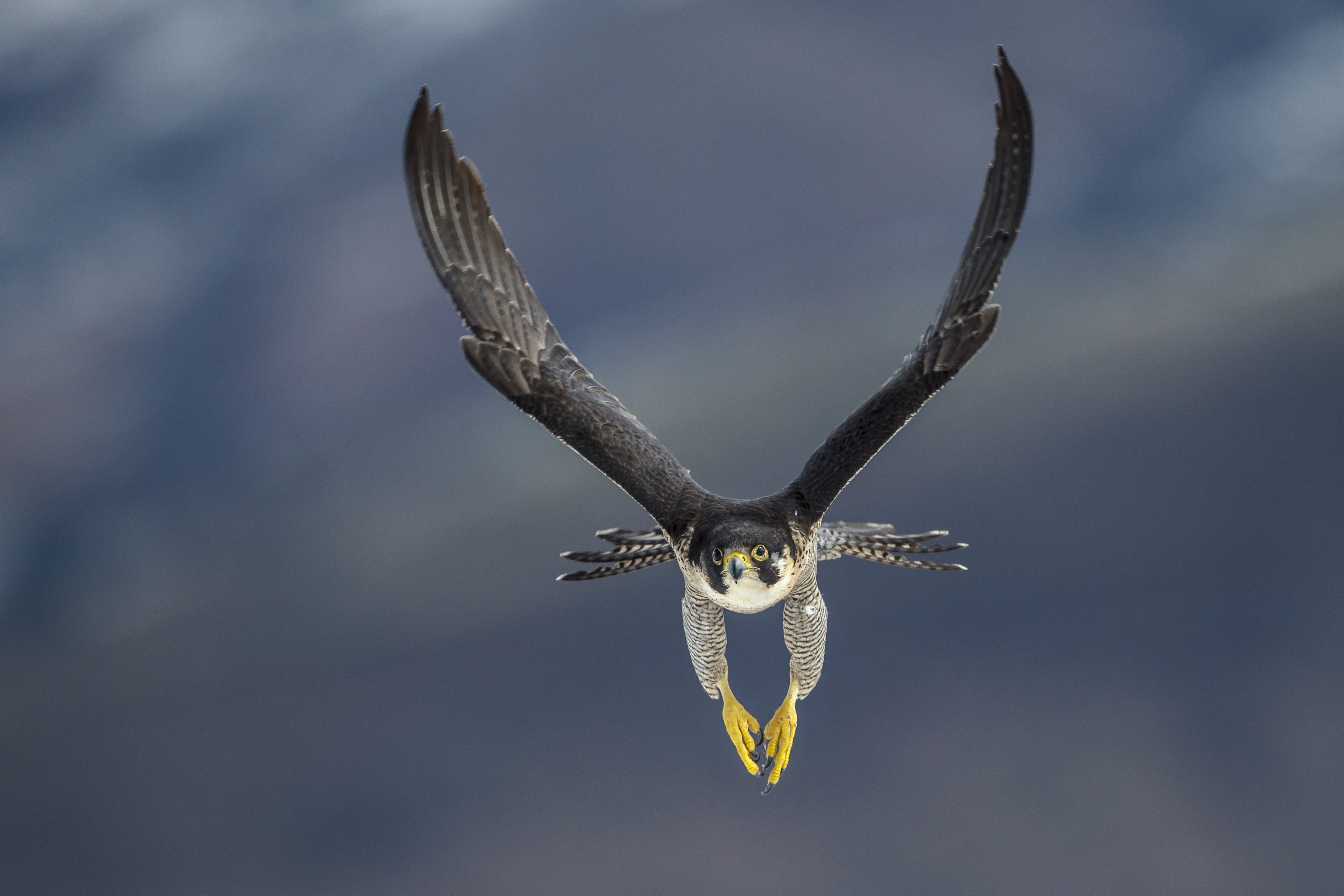 Closeup of a peregrine falcon