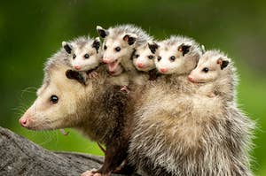 An opossum with babies riding on her back