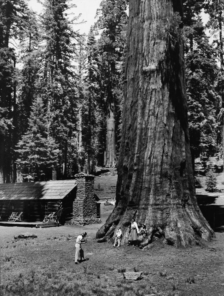 People standing at the base of a redwood tree and looking like dolls by comparison