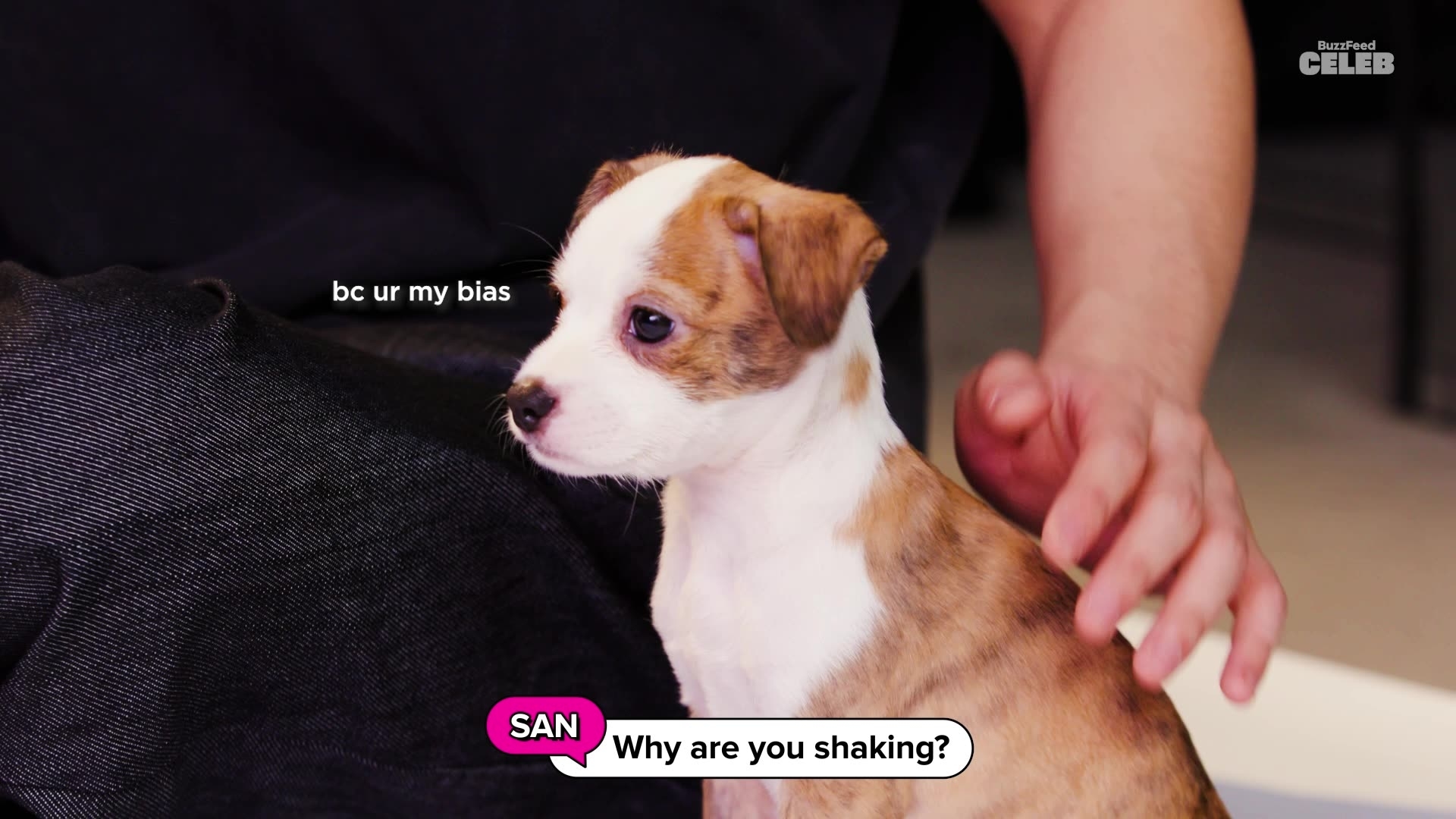 Close-up of a puppy, with quote from San, &quot;Why are you shaking?&quot; and response: &quot;bc ur my bias&quot;