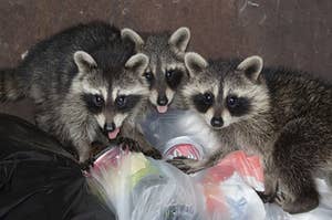 Three raccoons eating trash.