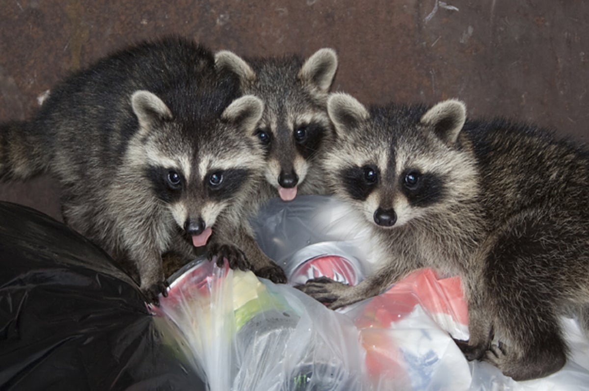 Walmart Canada Reveals Raccoon Repellent Garbage Bag